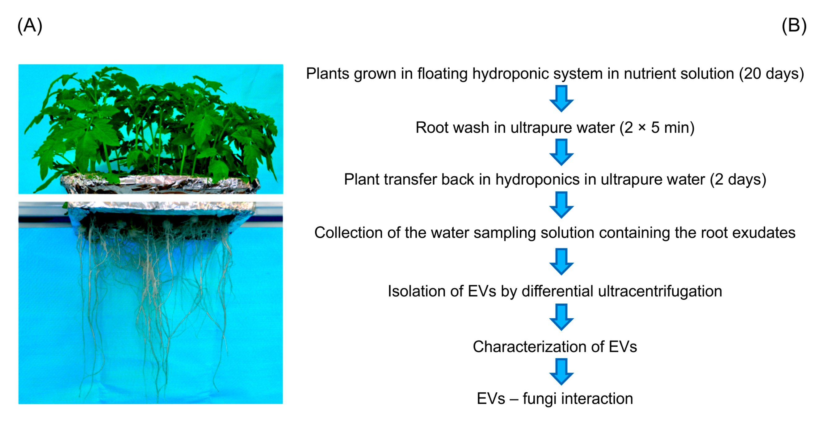 Collection and analysis of tomato root extracellular vesicles.